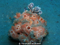 Marine Sponge with mini frogfish by Hansruedi Wuersten 